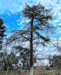 Poda de árboles talas controladas Vizcaya Arboricultura