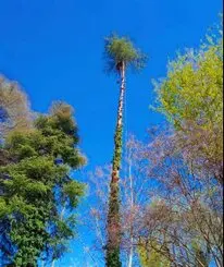 Tala y poda en altura de árboles en la Vizcaya