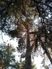 Tala y poda en altura deárboles grandes, JAÉN Tala y poda en altura de árboles JAÉN