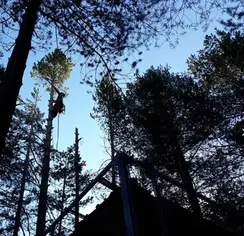 TALA Y PODA EN ALTURA DE ÁRBOLES Vizcaya 