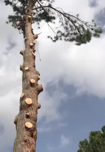 TALA Y PODA EN ALTURA Vizcaya Arboricultura