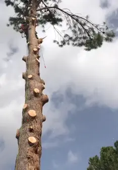 Tala y poda en altura de árboles en Vizcaya y provincia